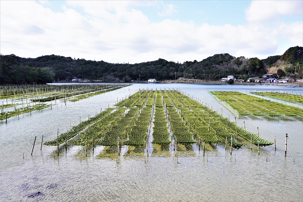 海苔の養殖場