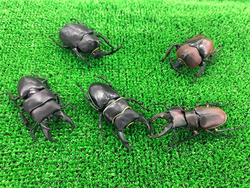 昆虫ハンター