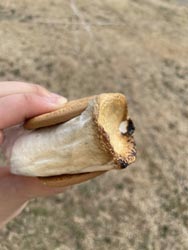 スモア