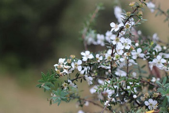マヌカの花