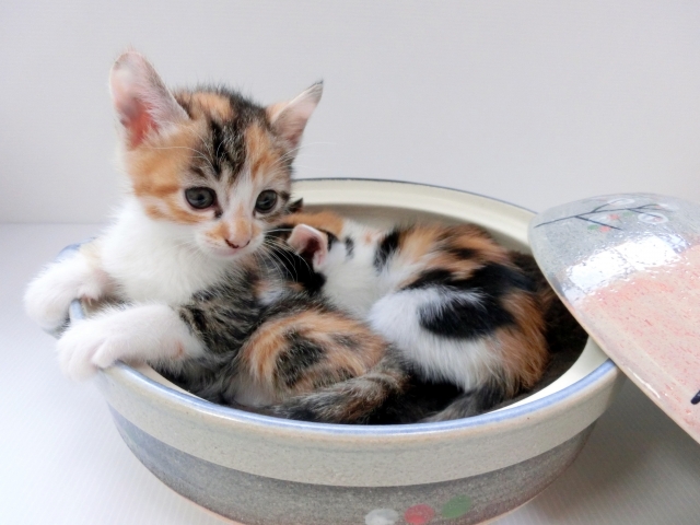 猫鍋