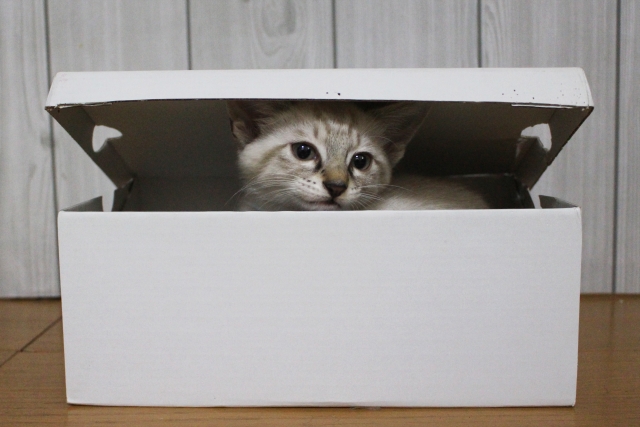 箱猫